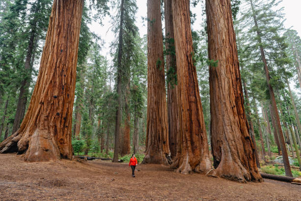 Woman Hiking in Sequoia National Park | Axxcess Platform